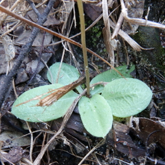 Pterostylis ophioglossa