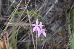 Caladenia latifolia