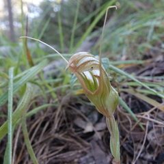 Pterostylis ophioglossa