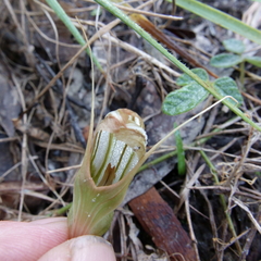 Pterostylis ophioglossa