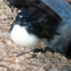 Rhipidura leucophrys