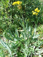 Senecio atratus