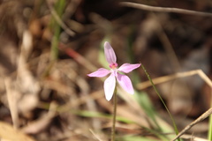 Caladenia latifolia