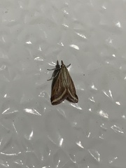 Microtheoris ophionalis