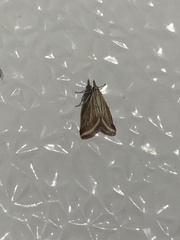 Microtheoris ophionalis