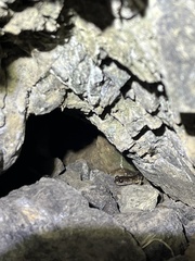 Aneides lugubris