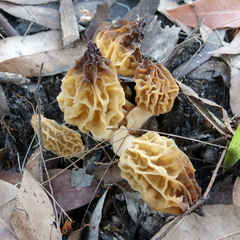 Morchella