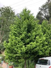 Chamaecyparis obtusa