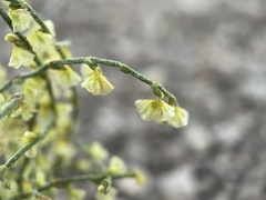 Eriogonum nidularium