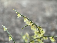 Eriogonum nidularium