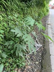 Girardinia diversifolia