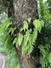 Davallia canariensis