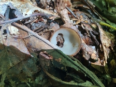 Humaria hemisphaerica