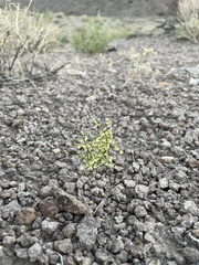 Eriogonum nidularium