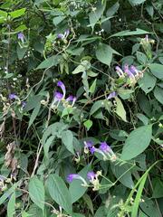 Strobilanthes formosana