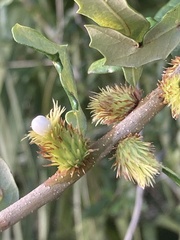 Andricus quercusfoliatus