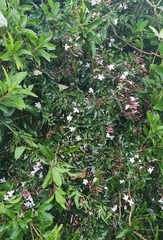 Jasminum