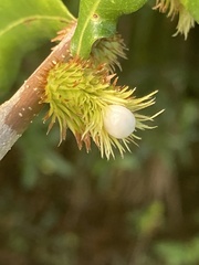 Andricus quercusfoliatus