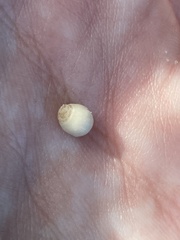 Andricus quercusfoliatus