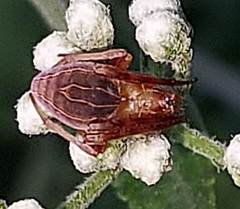 Acacesia hamata