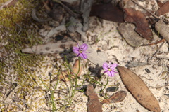 Thysanotus