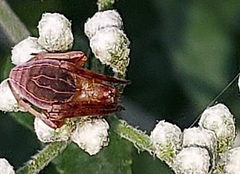 Acacesia hamata