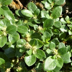 Alternanthera pungens