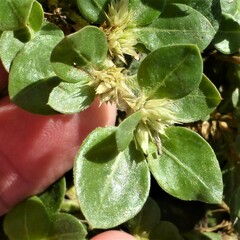 Alternanthera pungens