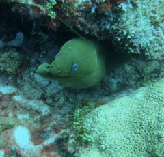 Gymnothorax funebris