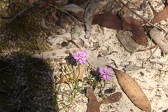Thysanotus