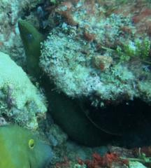 Gymnothorax funebris