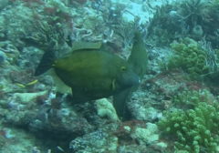 Cantherhines macrocerus