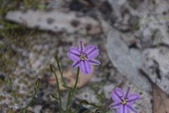 Thysanotus