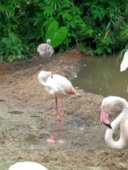 Phoenicopterus roseus