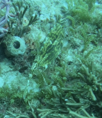 Acanthostracion quadricornis