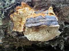 Pycnoporellus alboluteus