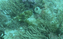 Acanthostracion quadricornis