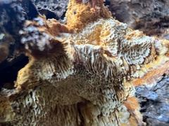 Pycnoporellus alboluteus