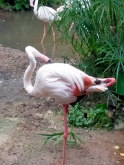 Phoenicopterus roseus