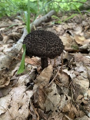 Strobilomyces