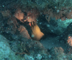 Gymnothorax funebris
