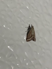 Microtheoris ophionalis