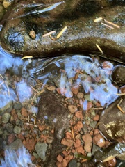 Dicamptodon tenebrosus