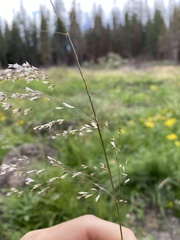 Deschampsia cespitosa