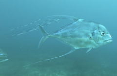 Alectis ciliaris