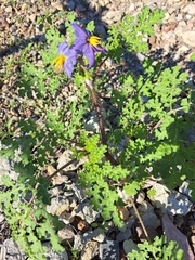 Solanum citrullifolium