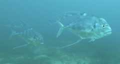Alectis ciliaris
