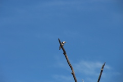 Epthianura albifrons