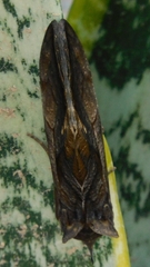 Eudocima serpentifera