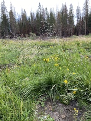Deschampsia cespitosa